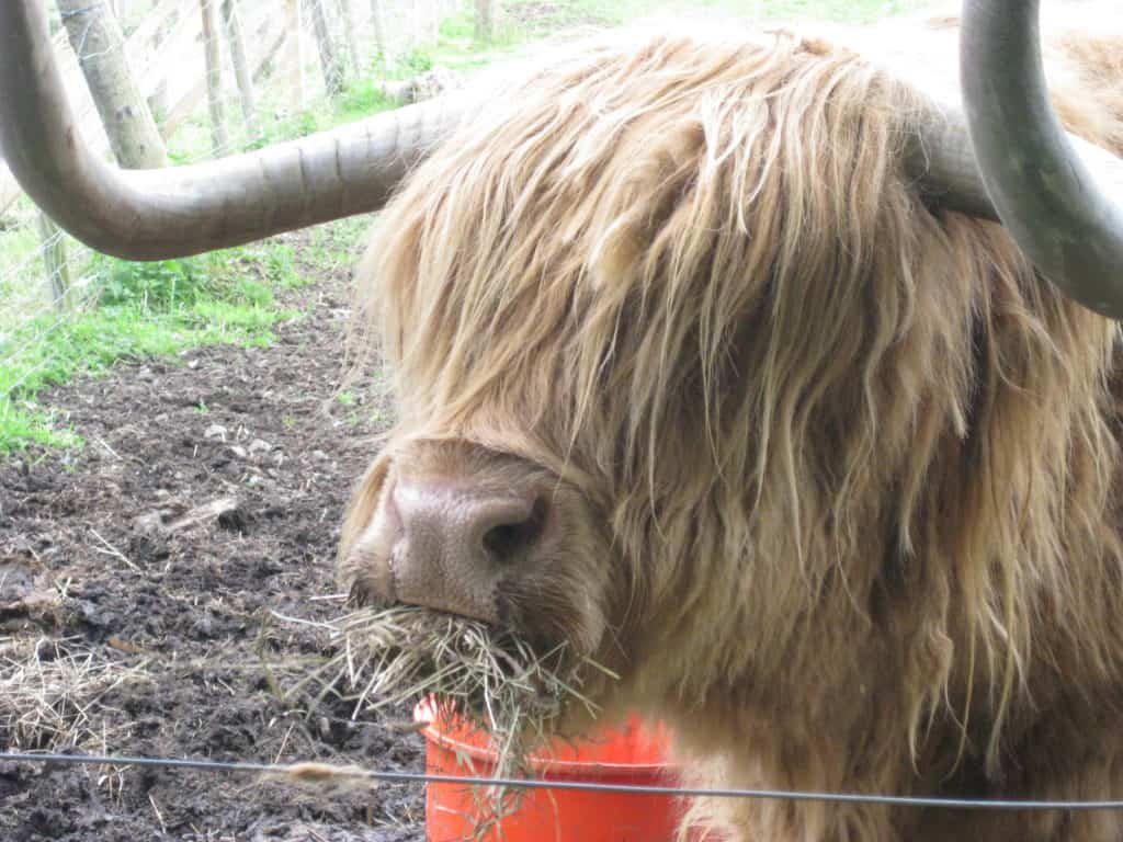 A yak eating in England